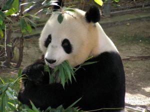 panda