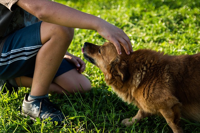 Logo Mathieu est éducateur canin, un métier qui a du chien !