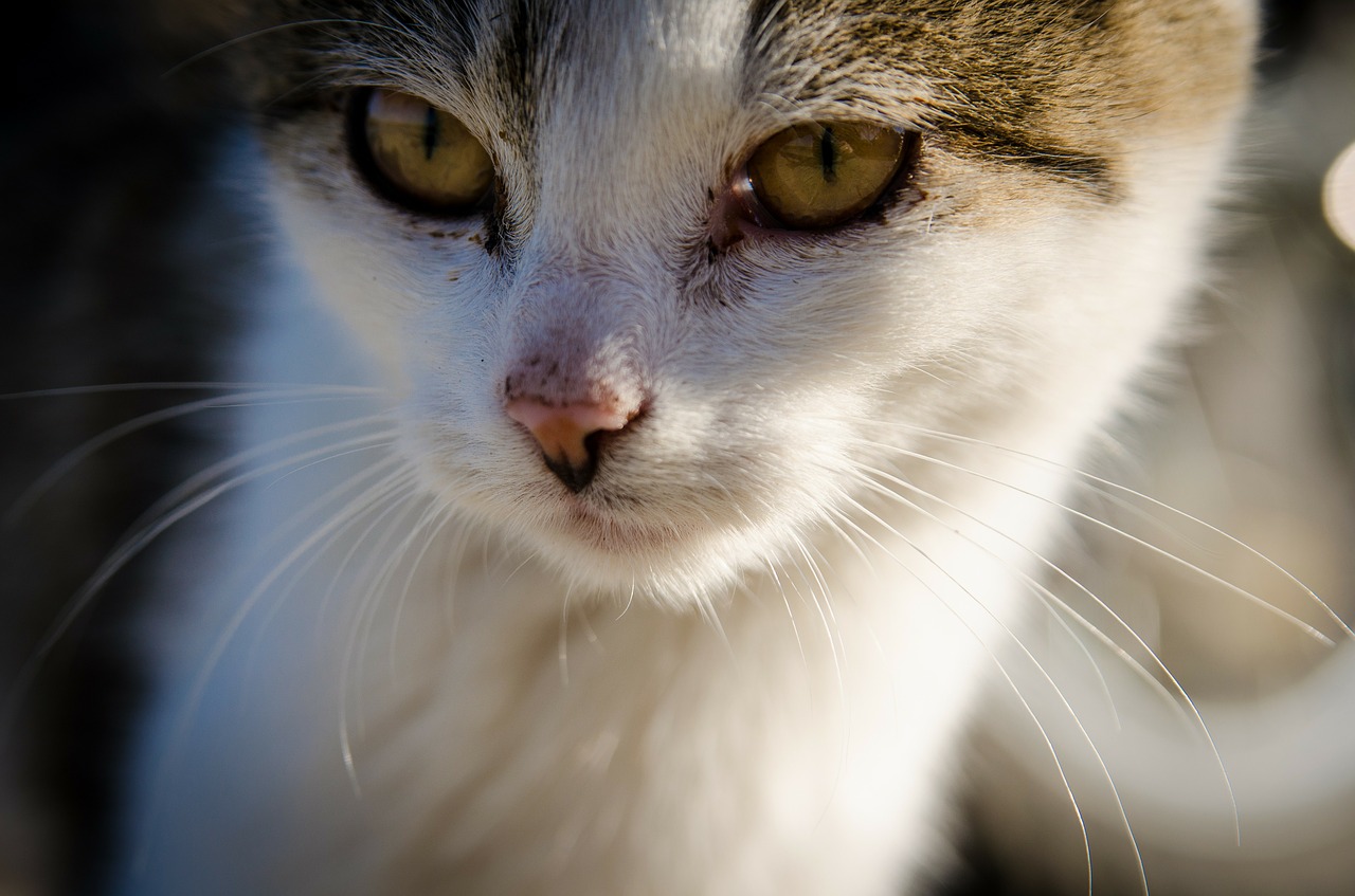 Logo Elisabeth est auxiliaire vétérinaire, un métier très polyvalent qu’elle a choisi tout simplement pour sa passion des animaux