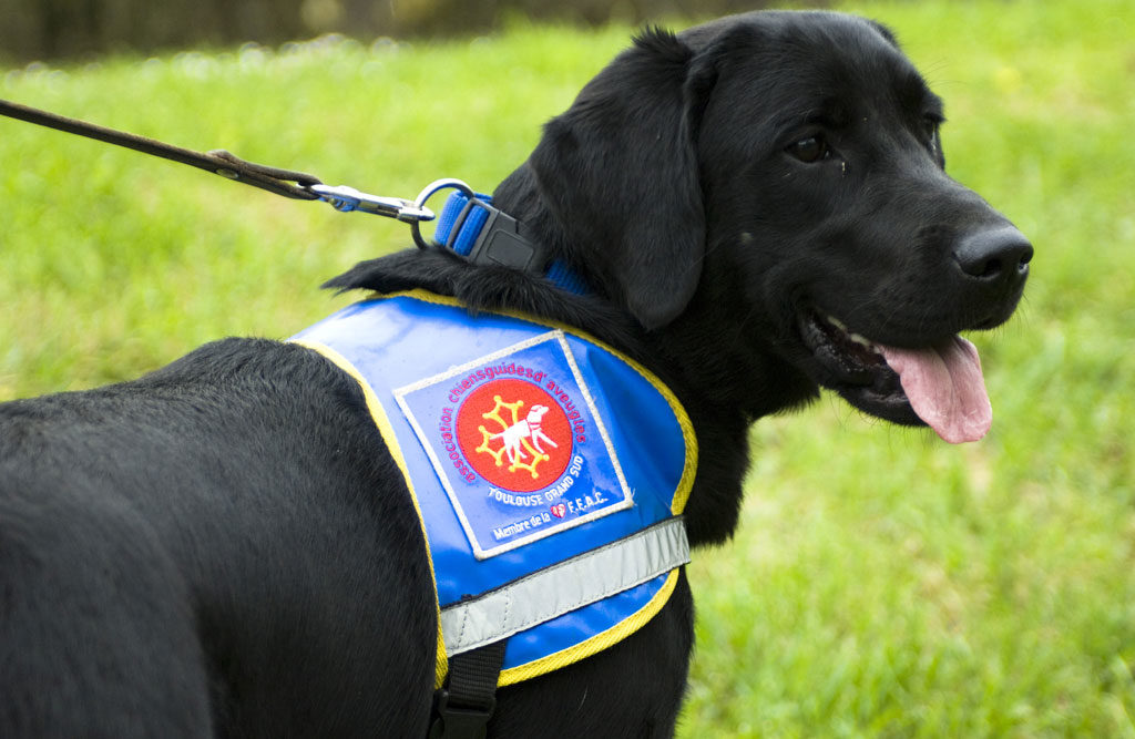 Découverte des métiers d'une association avec JobIRL - Magali Directrice Technique de l'école des chiens Guides