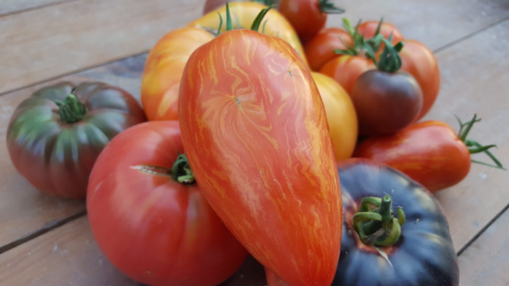 tomates ferme hydroponie agriculture urbaine biologique