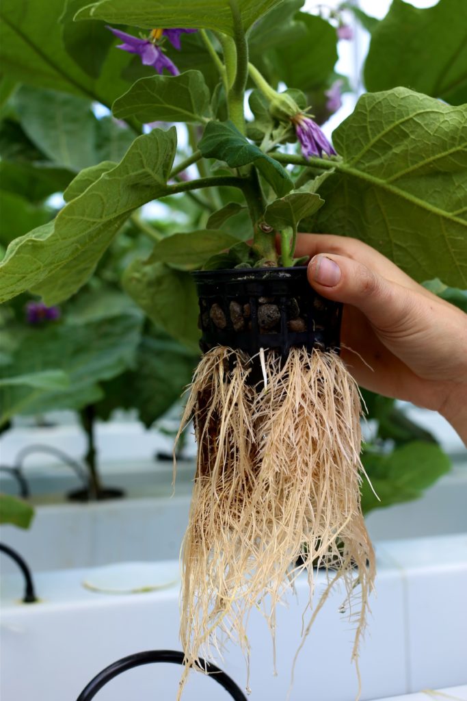 racines de plantes dans la ferme hydroponique