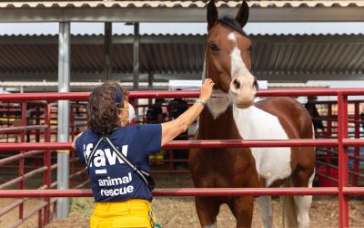 Métier d'inspecteur de la protection animale