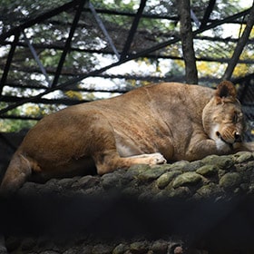 Animateur parc animalier