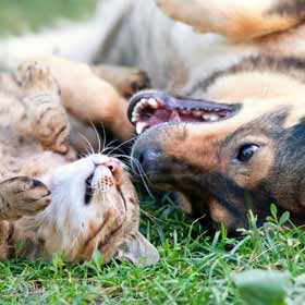 Educateur canin et félin